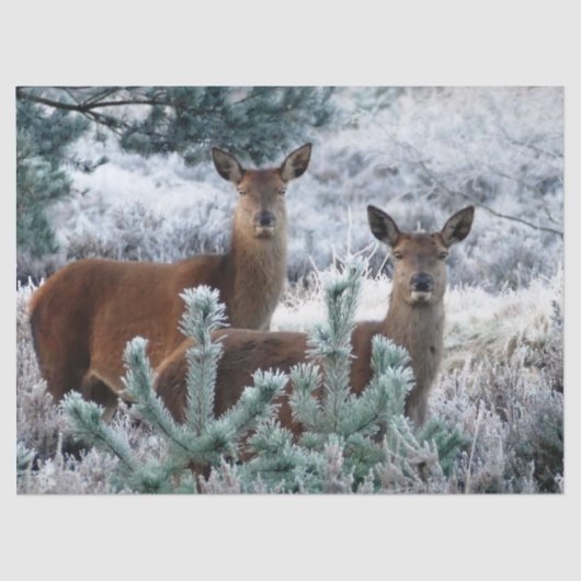 好奇心シカティッシュペーパー 薄葉紙 (正面)
