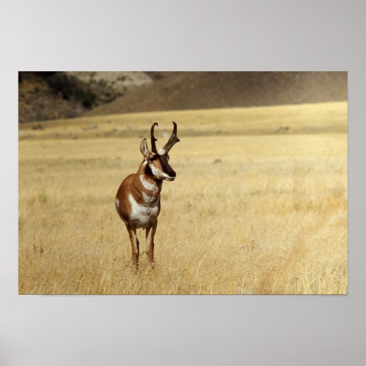 好奇心プロンコーンアンテローププリント ポスター (正面)