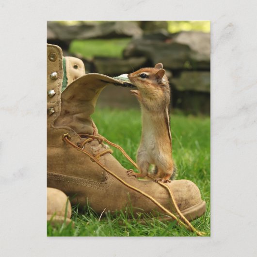 好奇心ベビーチムンク ポストカード (正面)