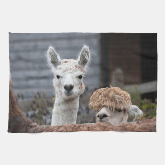 好奇心旺盛なアルパカおもしろいス動物 キッチンタオル (横)