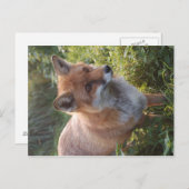 好奇心旺盛なキツネ ポストカード (正面/裏面)