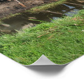 好奇心旺盛なフリージアンホルスタイン牛 ポスター (角)