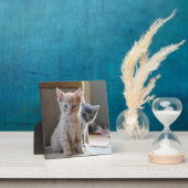 好奇心旺盛な子猫たち フォトプラーク (インサイチュ)