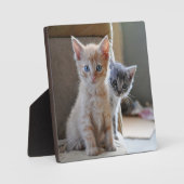好奇心旺盛な子猫たち フォトプラーク (正面)
