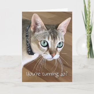 好奇心旺盛な猫の40歳の誕生日カード カード