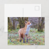 好奇心旺盛な赤狐が上を見上げる森の野生動物アート ポストカード (正面/裏面)