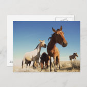 好奇心旺盛な馬 ポストカード (正面/裏面)