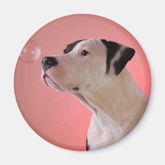 好奇心旺盛 マグネット (正面)