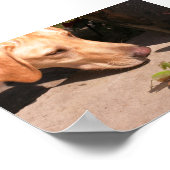 好奇心 ポスター (角)