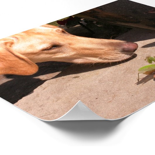 好奇心 ポスター (角)