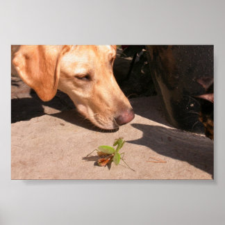 好奇心 ポスター