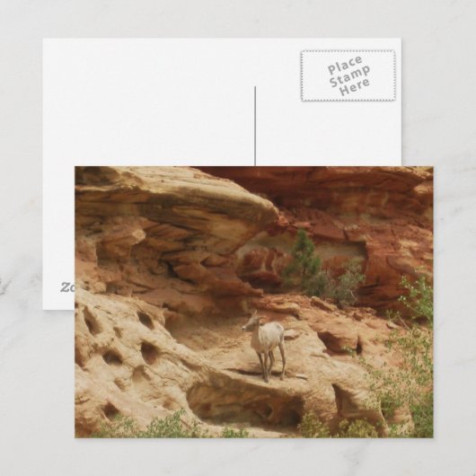 好奇心…... ポストカード (正面/裏面)