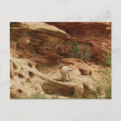 好奇心…... ポストカード (正面)