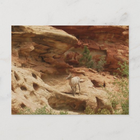 好奇心…... ポストカード (正面)