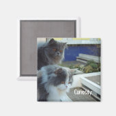 好奇心 マグネット (正面/裏面)