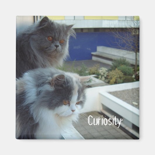 好奇心 マグネット (正面)