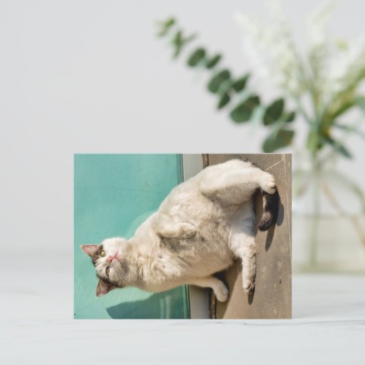 妊娠した猫 ポストカード (スタンド正面)