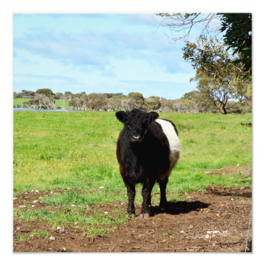 妊娠中の女性が乗ったゲロウェイ牛 フォトプリント            (正面)