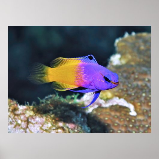 妖精のバスレット ポスター (正面)