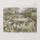 妖精の国でのリハーサル（In Fairyland: A Series of Pictures fro ポストカード (正面)