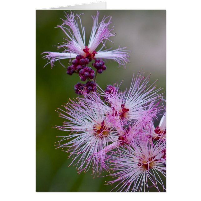 妖精の塵払い (正面)