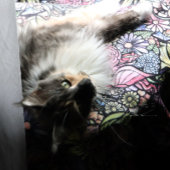 妖精の庭ガーデニング花園の妖精 シェルパブランケット