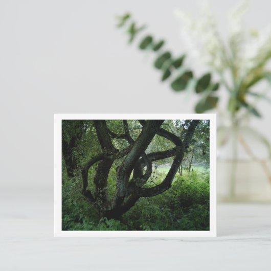 妖精の木 ポストカード (スタンド正面)