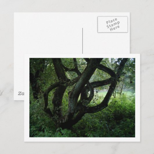 妖精の木 ポストカード (正面/裏面)