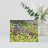 妖精の風景 ポストカード (スタンド正面)