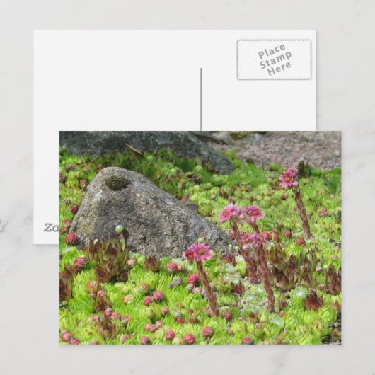 妖精の風景 ポストカード (正面/裏面)