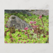 妖精の風景 ポストカード (正面)