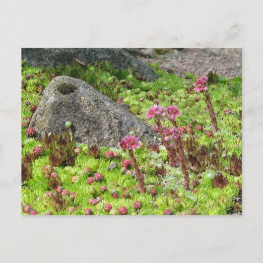 妖精の風景 ポストカード (正面)