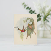 妖精トパーズ | ジョン・グールド ポストカード (スタンド正面)