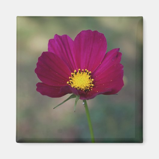 姉妹の完全な花 マグネット (正面)