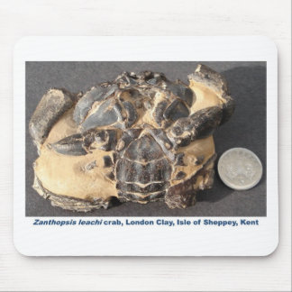 始新世のロンドンの粘土からの化石のカニ マウスパッド