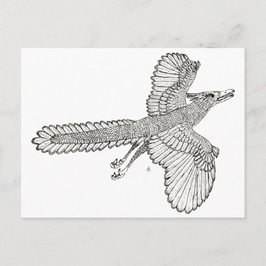 始祖鳥 ポストカード (正面)