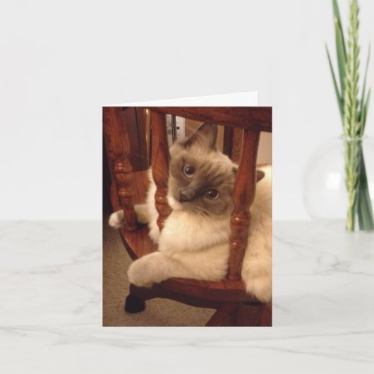 姿勢おもしろいを変えたラグドール猫を持って カード (正面)