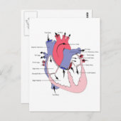 姿2標準ハート関数.jpg ポストカード (正面/裏面)