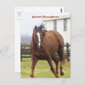 威勢の良いサラブレッド葉書 ポストカード (正面/裏面)