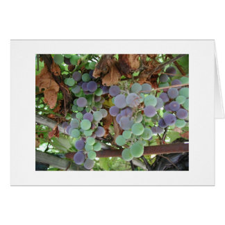 威厳があるのブドウ