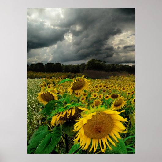 威厳がある嵐、ポスター ポスター (正面)