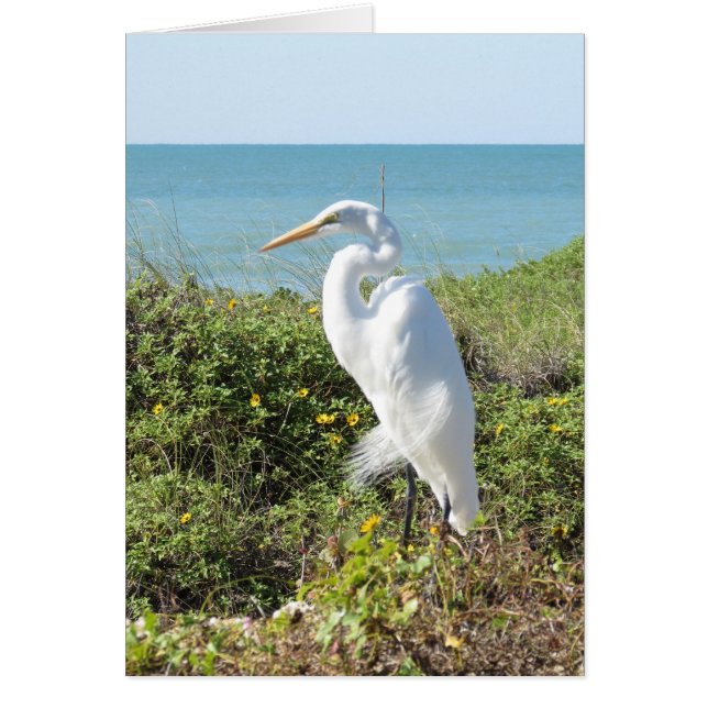 威厳がある鷲 (正面)