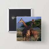 威厳のあるなキリン 缶バッジ (正面&裏面)