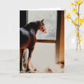 威厳のあるなClydesdale カード (黄色い花)