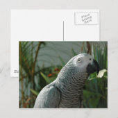 威厳のあるアフリカ産灰色オウム ポストカード (正面/裏面)