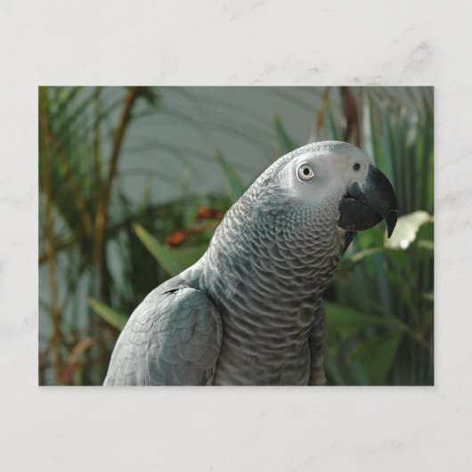 威厳のあるアフリカ産灰色オウム ポストカード (正面)