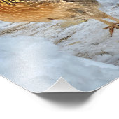 威厳のあるチキン フォトプリント            (角)