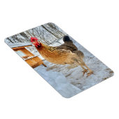 威厳のあるチキン マグネット (右側)