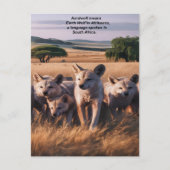 威厳のあるフィールドに立つAardwolfのパック ポストカード (正面)