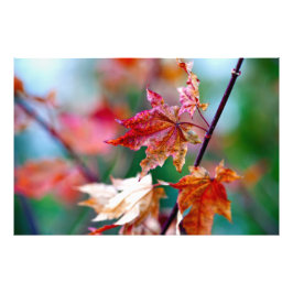 威厳のあるメ日本のデ葉ス フォトプリント           